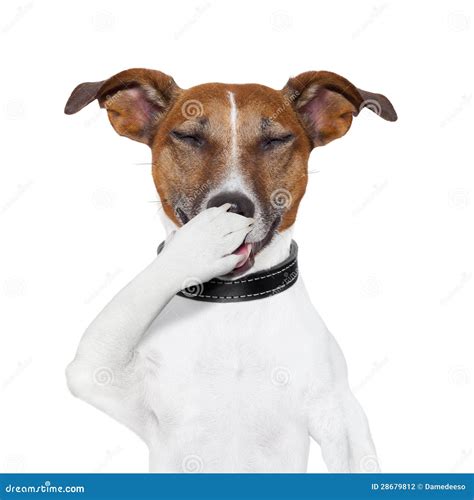 Dog laughing at a joke stock photo. Image of doggy, casual - 28679812