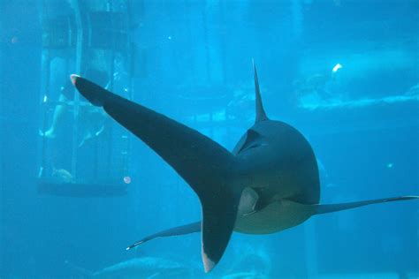 White Tipped Shark At Ushaka Free Stock Photo - Public Domain Pictures