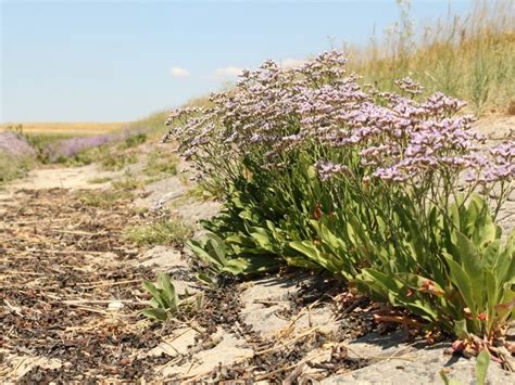 What Is Sea Lavender - Learn How To Grow Lavender Thrift Plants