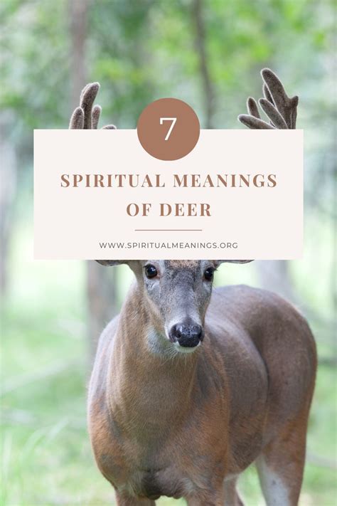 7 Spiritual Meanings of Deer (Symbolism) - SpiritualMeanings.org