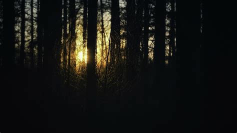 HD wallpaper: sunrise, forest | Wallpaper Flare