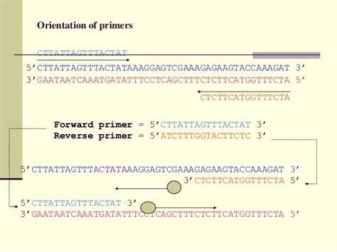 Sigma Pcr Primer Design Guide - drarchanarathi WALLPAPER