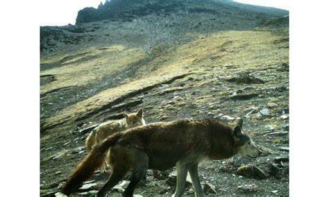 Critically endangered and ancient Himalayan wolf needs global ...