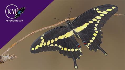 LARGEST BUTTERFLY IN FLORIDA - THE GIANT SWALLOWTAIL LIFE-CYCLE Papilio cresphontes - YouTube