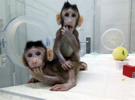 Latest and exclusive on china's cloned monkeys! wanna know how zhong ...