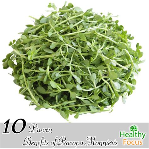 10 Proven Benefits of Bacopa Monnieri - Healthy Focus