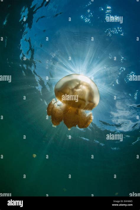 Golden jellyfish, Palau, Micronesia Stock Photo - Alamy