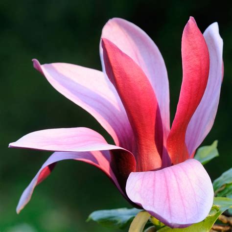 Magnolia liliiflora Nigra | Outdoor Garden Shrub | Free UK Delivery Over £50