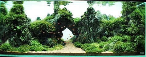 5 of The Most Used Aquarium Plants - Aquascaping Love