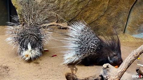 VIDEO: How Was This Cute Baby Porcupine Conceived? Very Very Carefully ...