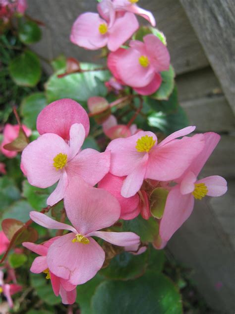 Wax Begonias Plant: Perennial herbs with bright beautiful flowers - Gardening Tips | Plants Care ...