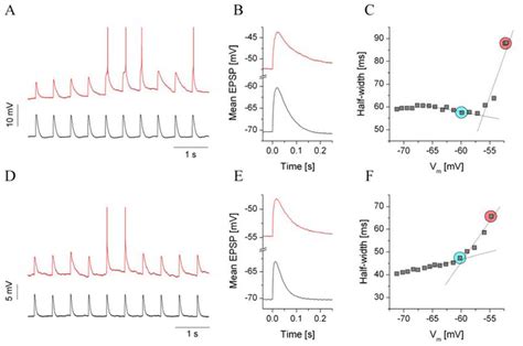 Analysis of EPSP amplification using dynamic clamp and simulated ...