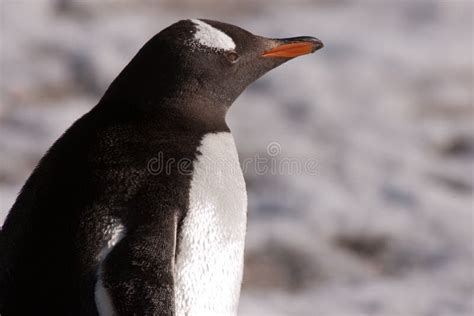 Cute gentoo penguin chick stock image. Image of love - 165460443