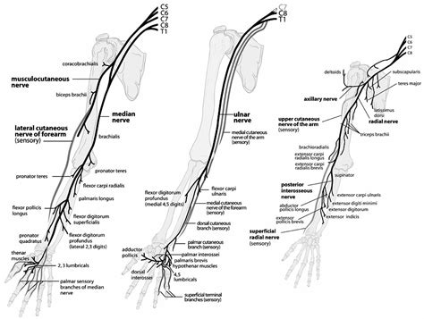 Peripheral Nerves of the Upper Extremity - OrthopaedicsOne Clerkship - OrthopaedicsOne