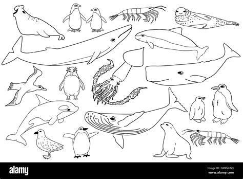Vector black white line set of animals in Antarctica. Hand drawn ...