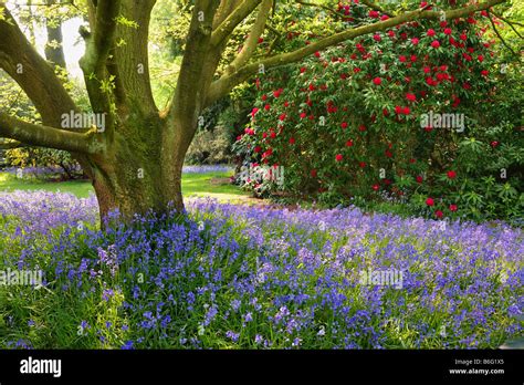 Bluebells in Spring Garden Stock Photo - Alamy