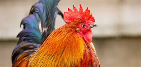 Rooster Names - Over 300 Awesome Ideas For Your Cockerel