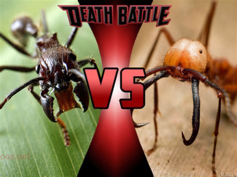 Bullet ant vs Army ant by ToxicMouse77 on DeviantArt