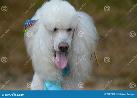 Groomed White Standard Poodle Dog Stock Image - Image of cute, breed: 77078329