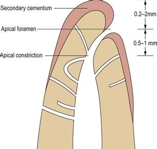 Apical Foramen