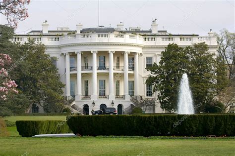 Magnolia blossom tree in front of White House — Stock Photo © Mishella #11300039