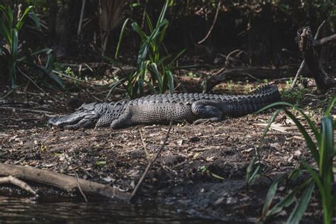 7 Animals That Live in Louisiana Swamps | New Orleans Activities