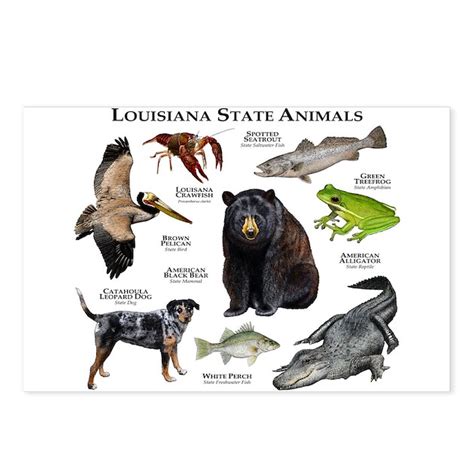 Louisiana State Animals Postcards (Package of 8) by WildlifeArts2