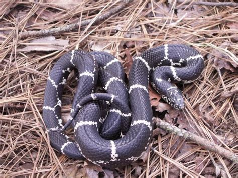 Eastern King Snake - eats rodents and other snakes. NON-poisonous. Pic as shown on Non-Venomous ...