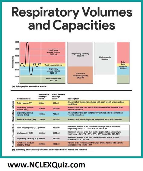 Summary of Respiratory Volume and capacity for Males and Females - NCLEX Quiz