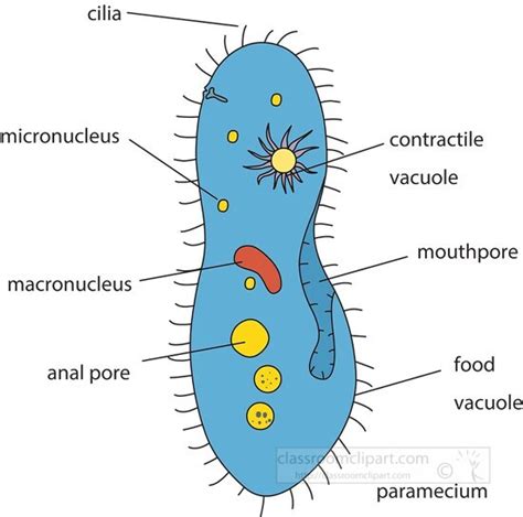 Science Clipart-labeled diagram of paramecium biology