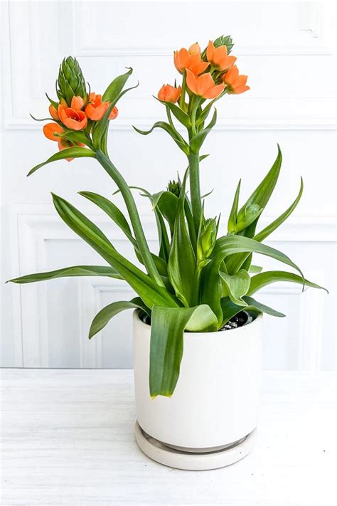 19 Vibrant Orange Flowering Houseplants | Indoor Garden Web