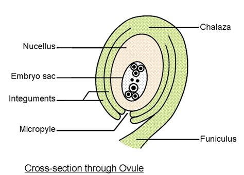 Flower Development