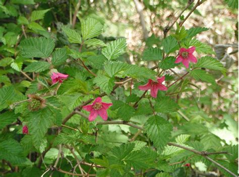 Salmonberry, Rubus spectabilis | Native Plants PNW