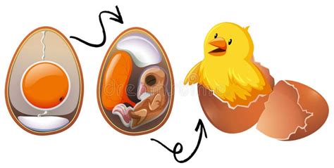 Chicken Egg Life Cycle stock vector. Illustration of symbol - 120701780