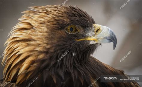 Golden eagle portrait — walks, ecology - Stock Photo | #167573738