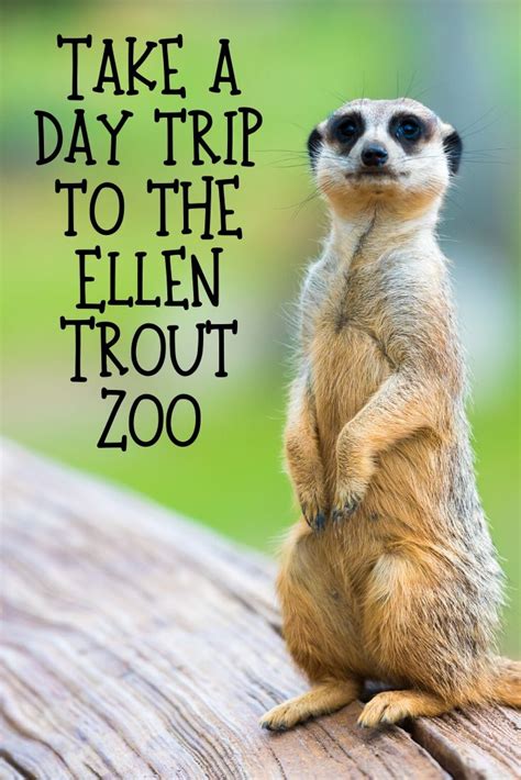 Visit The Ellen Trout Zoo - MCLife Houston - Apartment Communities