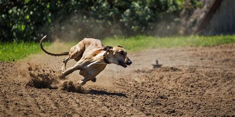 Victory For Greyhounds As Dog Racing Set To End In Texas - The Dodo