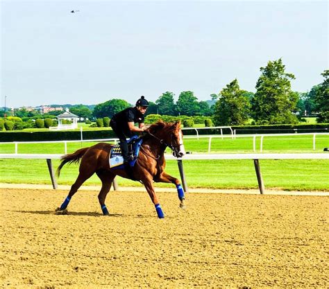 WinStar Farm (@WinStarFarm) | Twitter | Horse farms, Thoroughbred horse ...