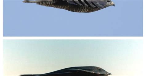 Nature-inspired design aka 'Biomimicry' Bird = Common Buzzard Plane ...