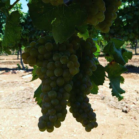 Gush Etzion Winery - 2019 All You Need to Know BEFORE You Go (with Photos) - TripAdvisor