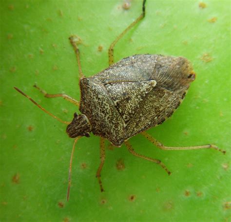 FAQs: Brown Marmorated Stink Bug | NC State Extension