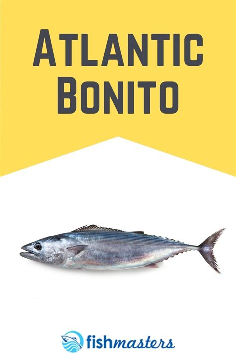 Atlantic Bonito in 2021 | Bonito, Fishing pin, Atlantic