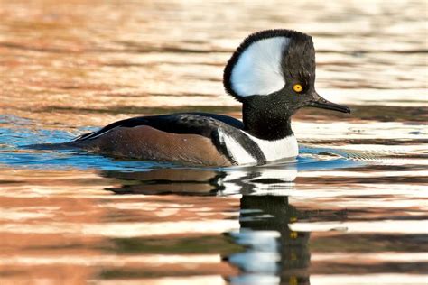 a black and white duck floating on top of water