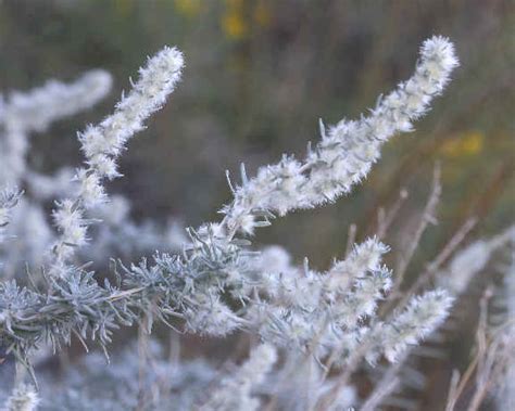 Antarctic Desert Plants