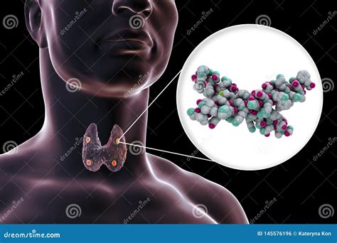 Human Parathyroid Hormone Stock Illustration | CartoonDealer.com #138302509