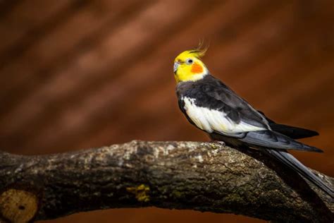 Cockatiel Colors: Rarest to Most Common - A-Z Animals