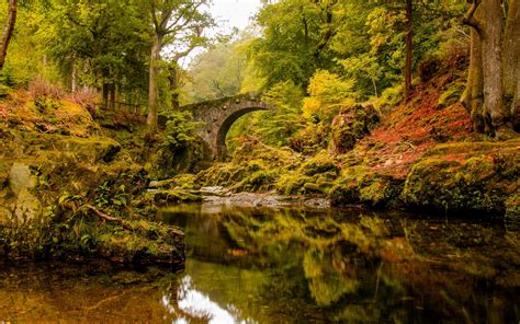 Gorgeous Forest Bridge wallpaper | 2560x1600 | #30423