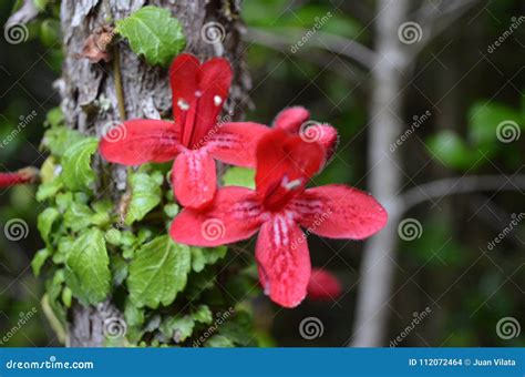 Plants of the Valdivian Temperate Rainforests in Southern Chile Chilean Patagonia Stock Photo ...