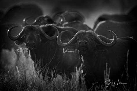 Cape Buffalo Herd | TARANGIRE, TANZANIA, AFRICA | Photos by Jess Lee