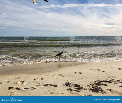 Alabama Gulf Coast Avian Wildlife Stock Image - Image of orange ...